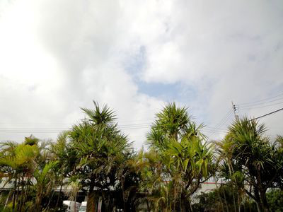 はいさーい!!沖縄調味料や～　赤マルソウ一年生です 。(｡｀･з´･)ゞ｡